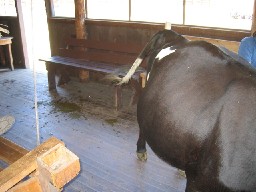 A cow visits at Rich Cabins